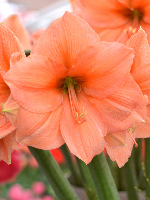 Jumbo Amaryllis Rilona, Huge Bulbs, Apricot/Salmon Flowers