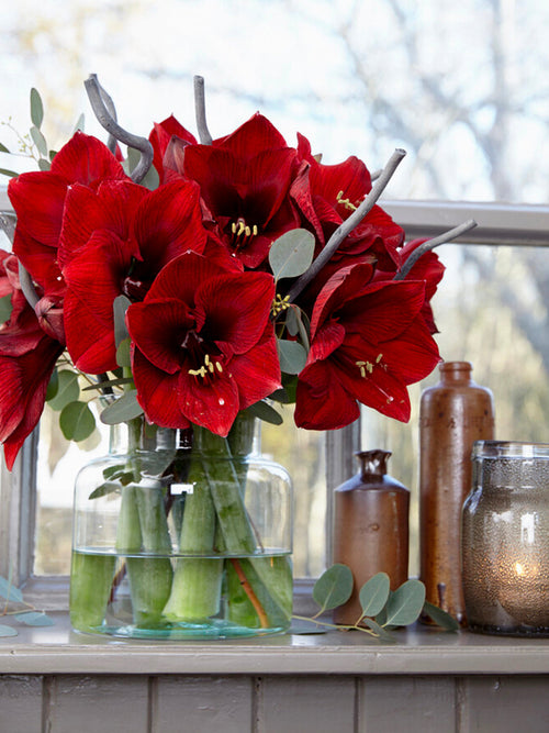 Jumbo Amaryllis Royal Velvet shipping UK