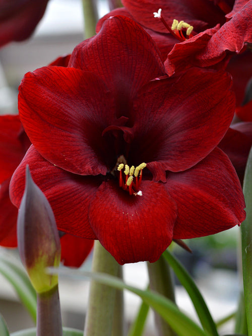 Jumbo Amaryllis Royal Velvet Flower Bulbs