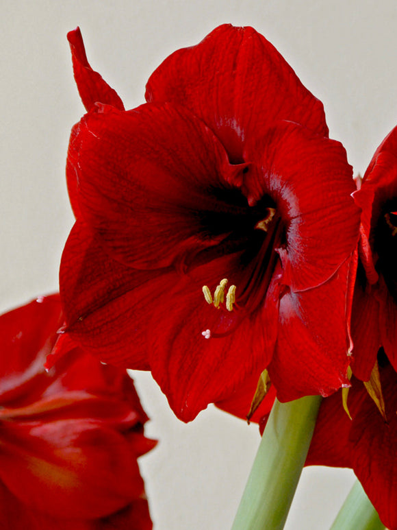 Amaryllis bulbs Royal Velvet Red