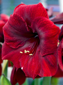 Jumbo Amaryllis Royal Velvet