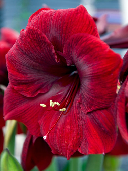 Amaryllis Royal Velvet Bulbs