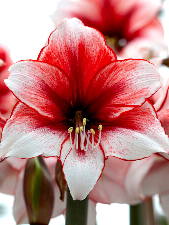 Bulbs Jumbo Amaryllis Temptation