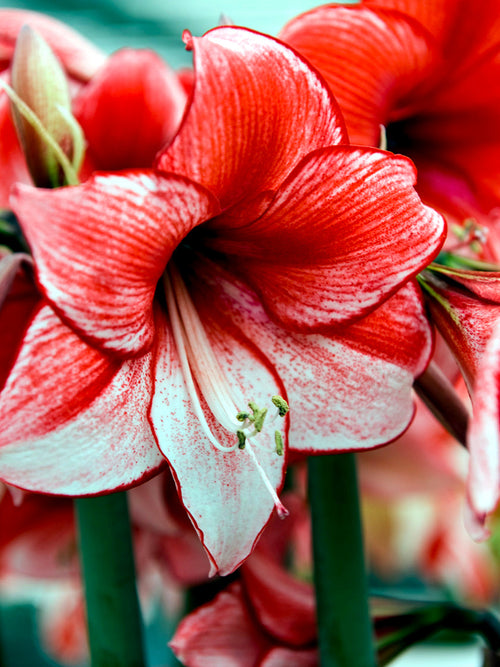 Jumbo Amaryllis Temptation UK Delivery