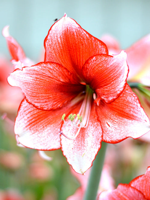 Jumbo Amaryllis Temptation