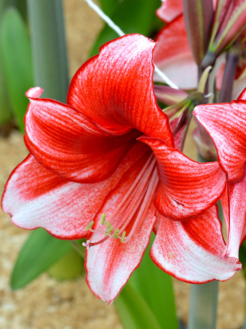 Jumbo Amaryllis Temptation