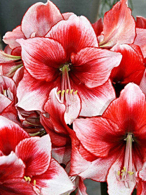 Jumbo Amaryllis Temptation Bulbs