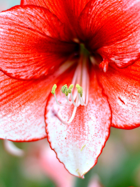 Jumbo Amaryllis Temptation Bulbs