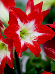 Jumbo Amaryllis Tres Chic