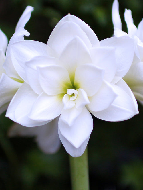 Jumbo Double White Amaryllis Nymph Huge Flowers