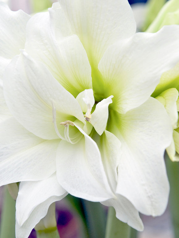 Jumbo Double White Amaryllis Nymph UK Shipping