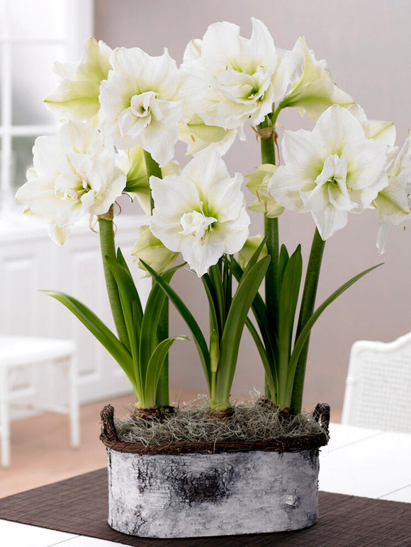 Jumbo Double White Amaryllis Nymph Bulbs