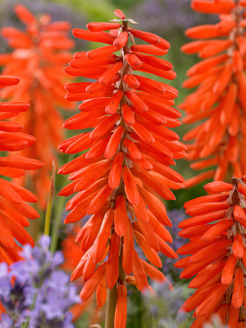 Buy Red Hot Poker Elvira for spring delivery EU