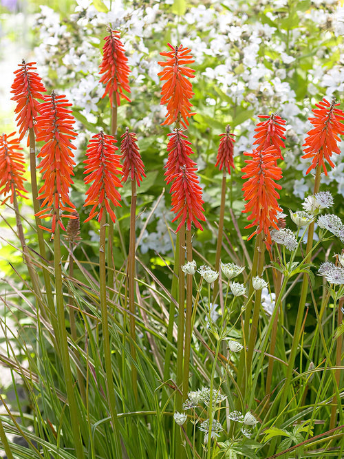 Red Hot Poker Elvira bare roots order online