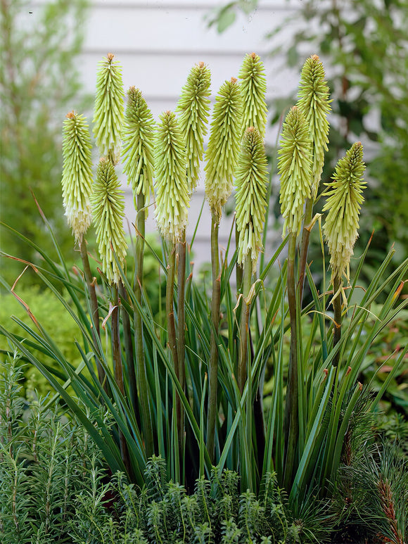 Buy Red Hot Poker Green Jade for spring delivery