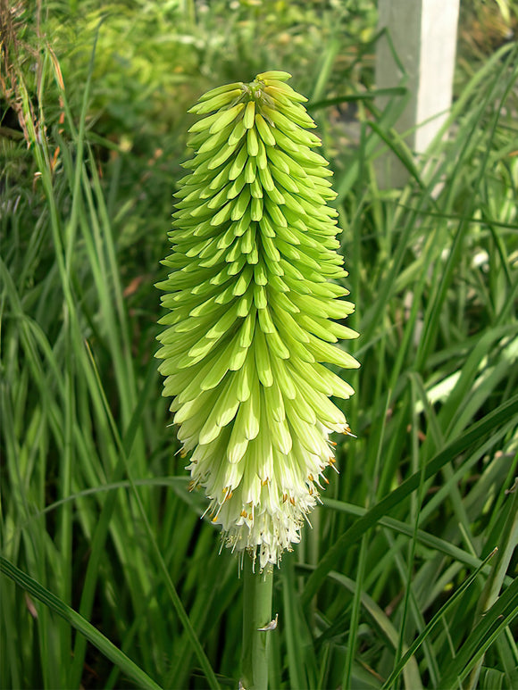Red Hot Poker Ice Queen bare roots 