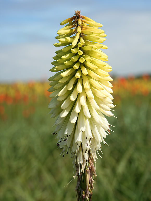 Buy Red Hot Poker Ice Queen Kniphofia