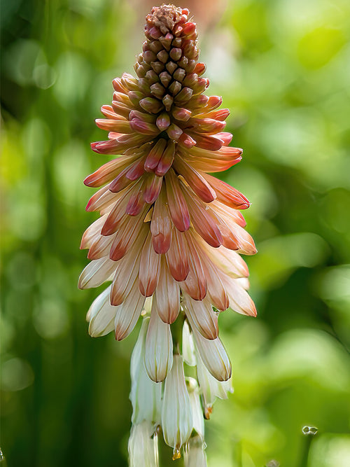 Buy Red Hot Poker Orange Vanilla Popsicle