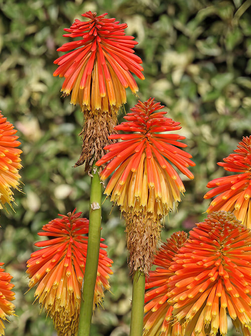 Red Hot Poker Rooperi spring delivery in the EU