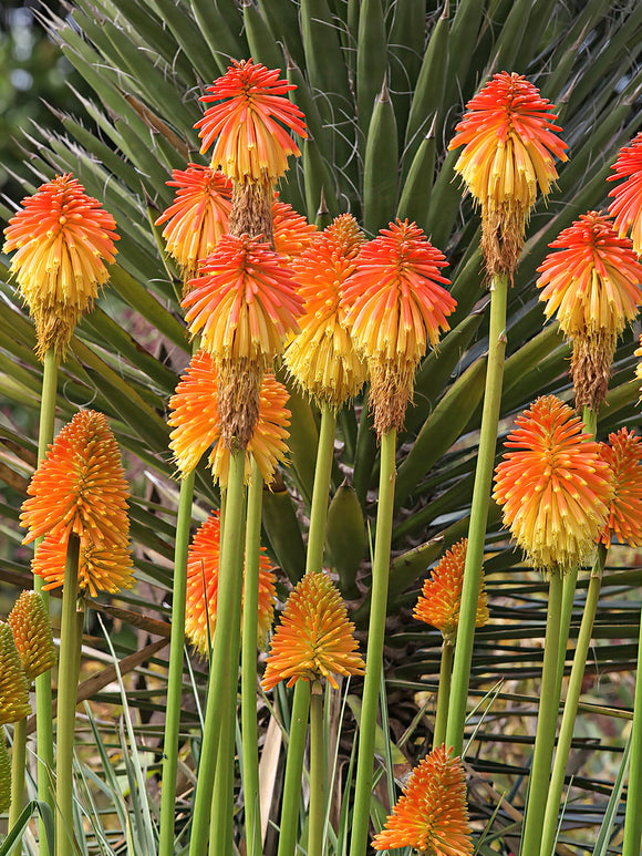 Red Hot Poker Rooperi EU shipping