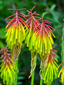 Red Hot Poker Rufa Rasta (Kniphofia)