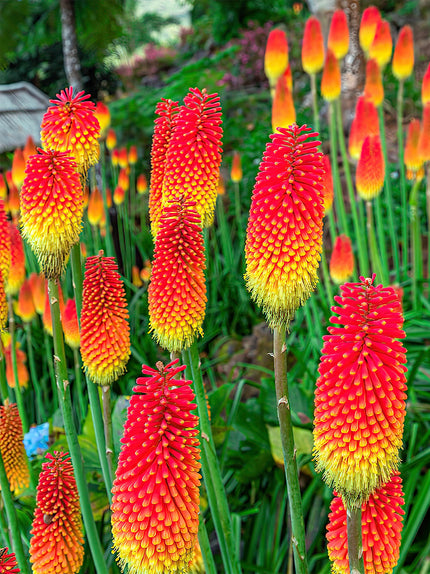 Red Hot Poker (Kniphofia)