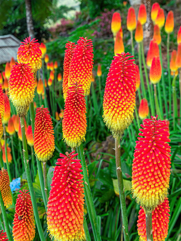 Buy Red Hot Poker Uvaria