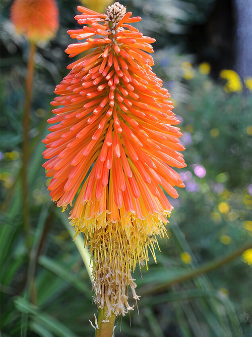 Red Hot Poker Uvaria bare roots
