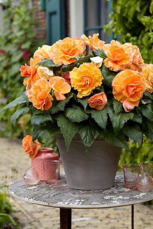 Begonia Picotee Lace Apricot bulbs order online