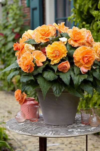フラワー LaceApricotBegonias_grande.jpg