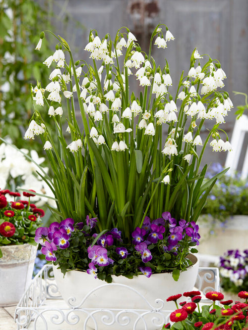 Leucojum Gravetye Giant