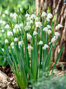 Leucojum Gravetye Giant (Giant Snowflake)