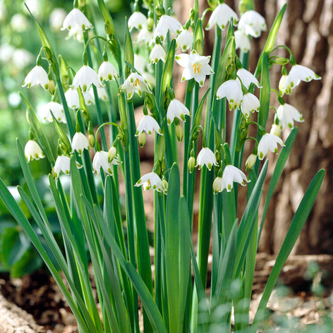 Giant Snowflake Shipping from Holland to the UK - Flower Bulbs