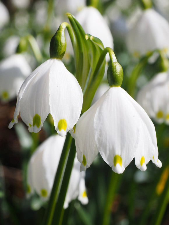 Leucojum Giant Bulbs