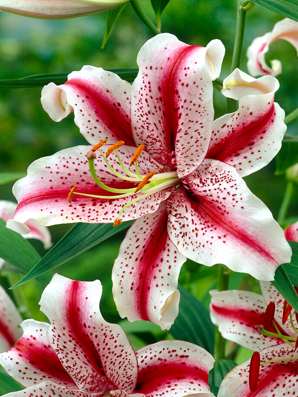 december lily flower Lily Dizzy