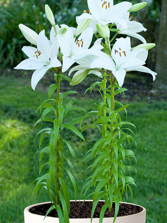 Lily Bright Diamond Bulbs