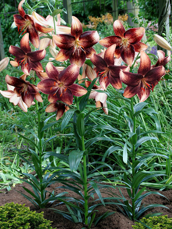 Lily Chocolate Event Bulbs for Spring Planting and Shipping to UK