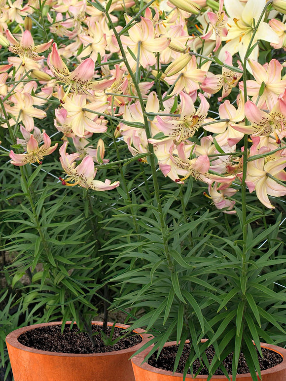 Lily Corsage