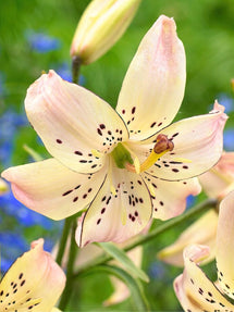 Lily Corsage