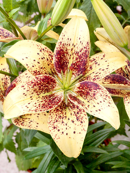 lily LILY LONGI. WHITE TRIUMPH 80cm 2+ | Wholesale Dutch Flowers