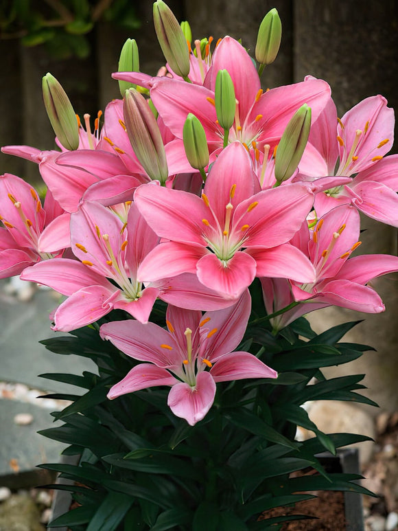 Lily Foxtrot
