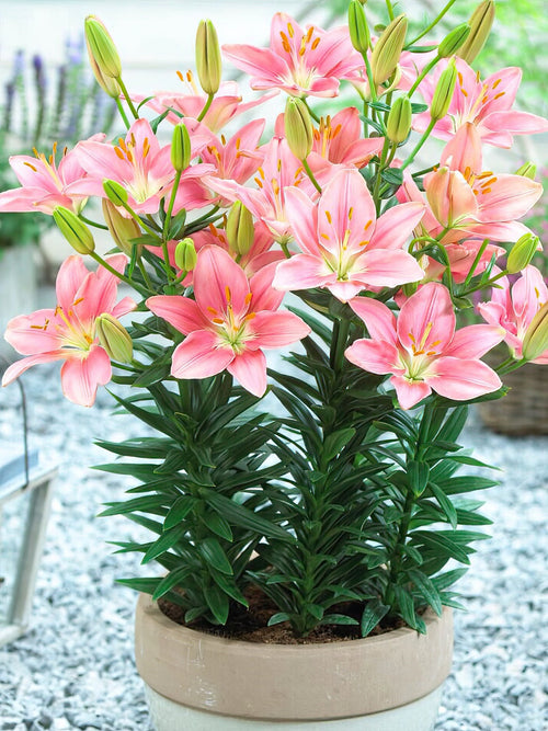 Lily Foxtrot Bulbs for Spring Planting