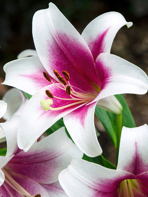 Buy Lily Friso Bulbs