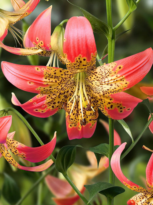 Lily Fusion Bulbs