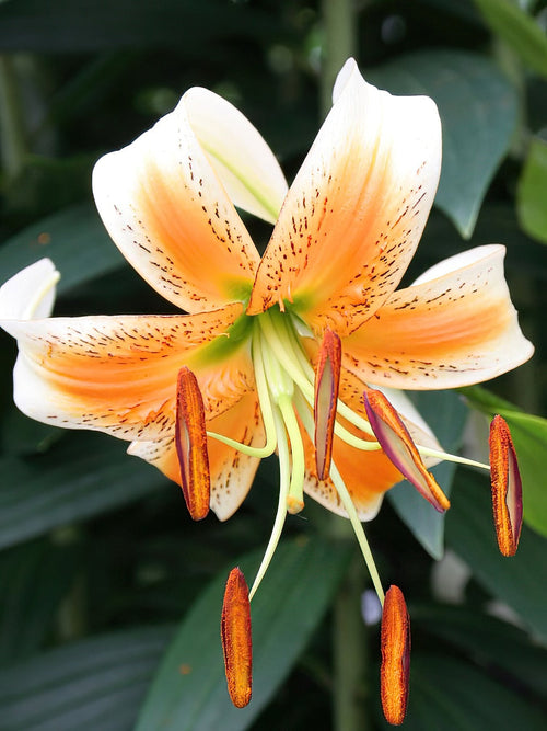 Buy Lily Lady Alice Bulbs