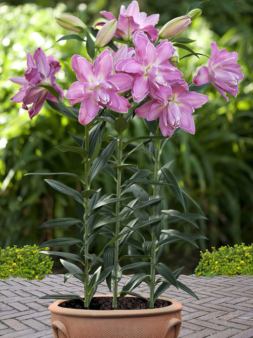 Lily Lotus Wonder - Lily Bulbs for Spring Planting