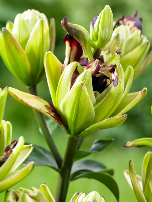 Lily Mystery Dream