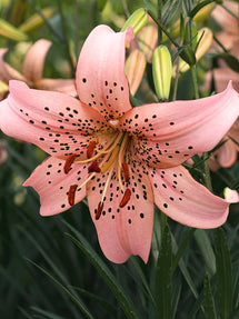 Lily Pink Giant