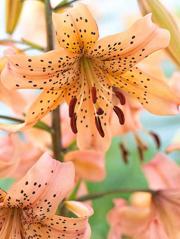 Lily Pink Giant