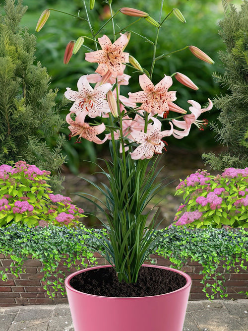 Lily Pink Giant